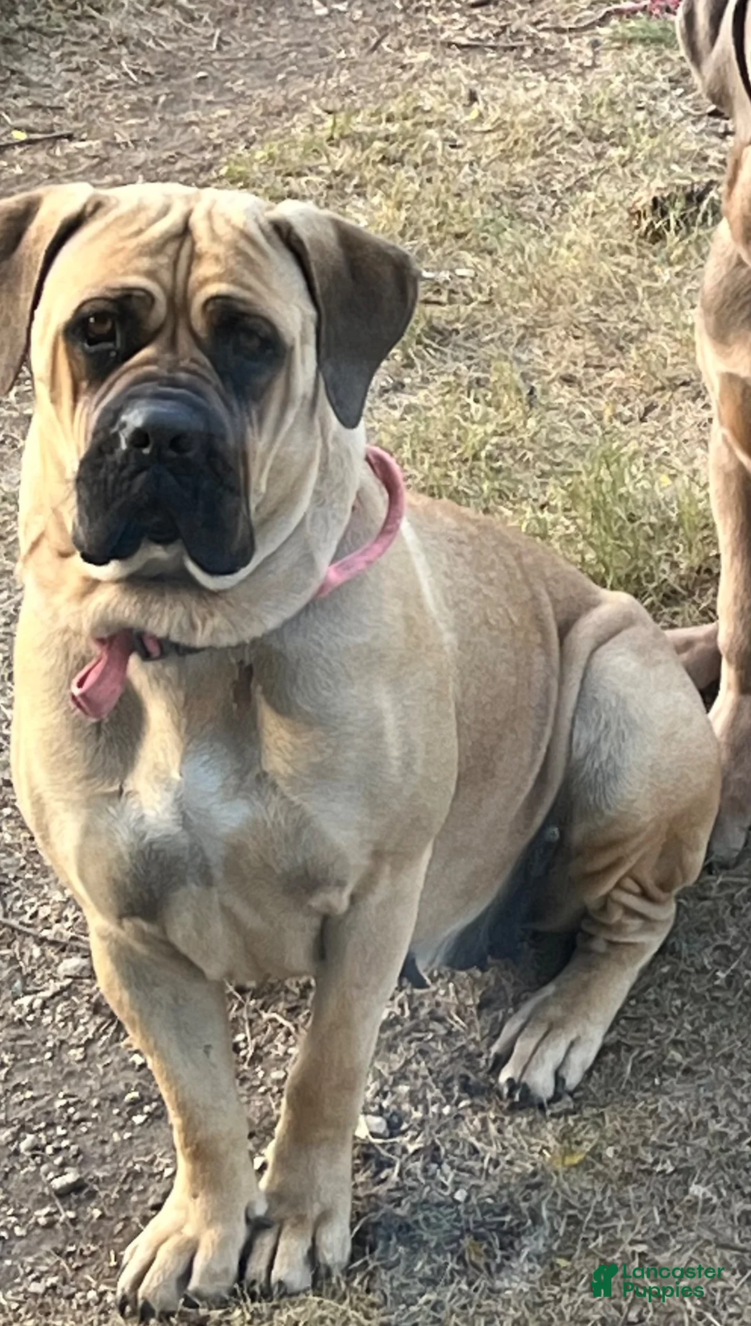 Cane Corso dogs for sale: Cane Corso 1 - Ad 2