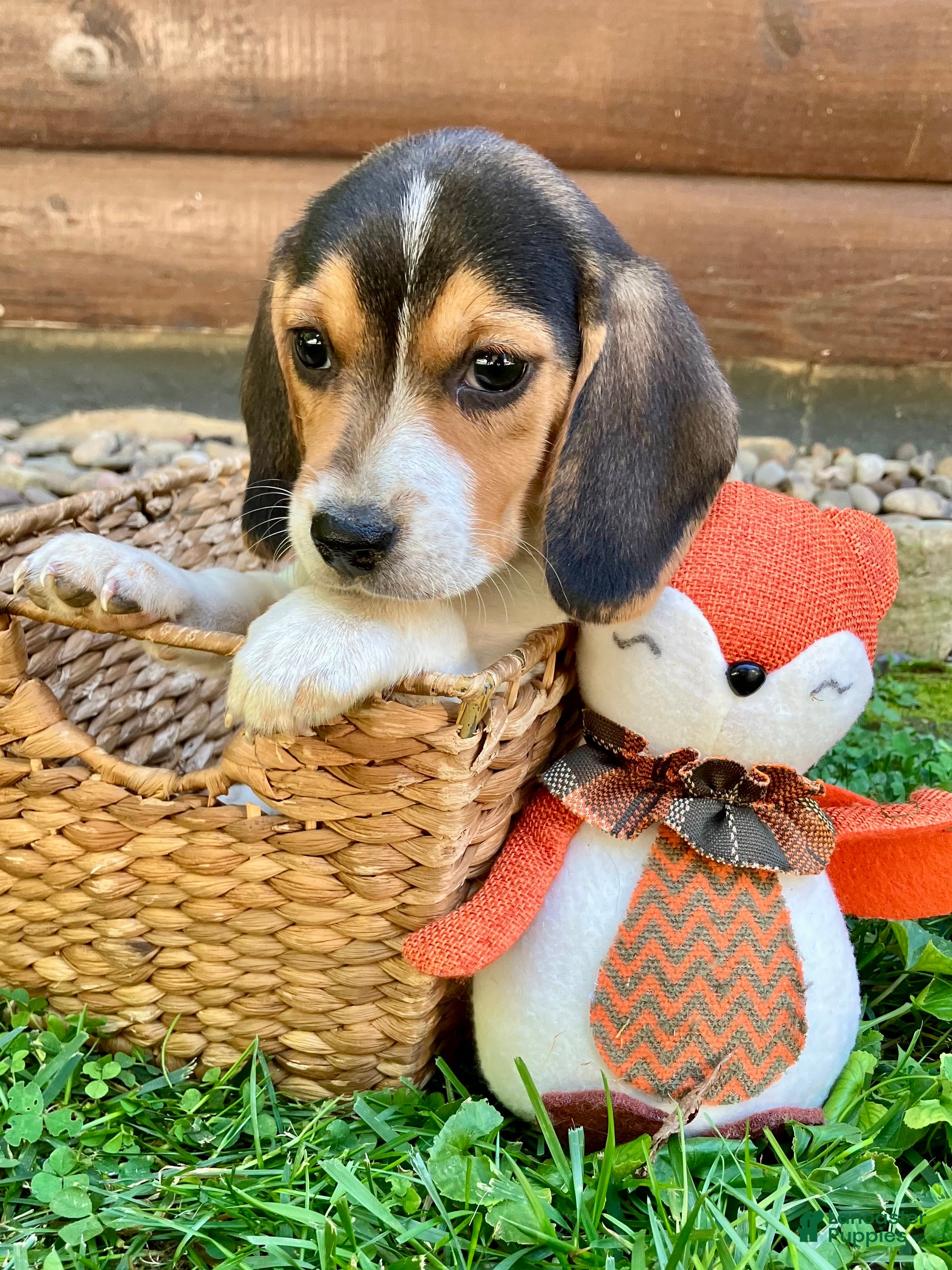 Beagle dogs Buddy - Ad 2