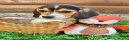 Beagle dogs for sale: Buddy - Ad 2