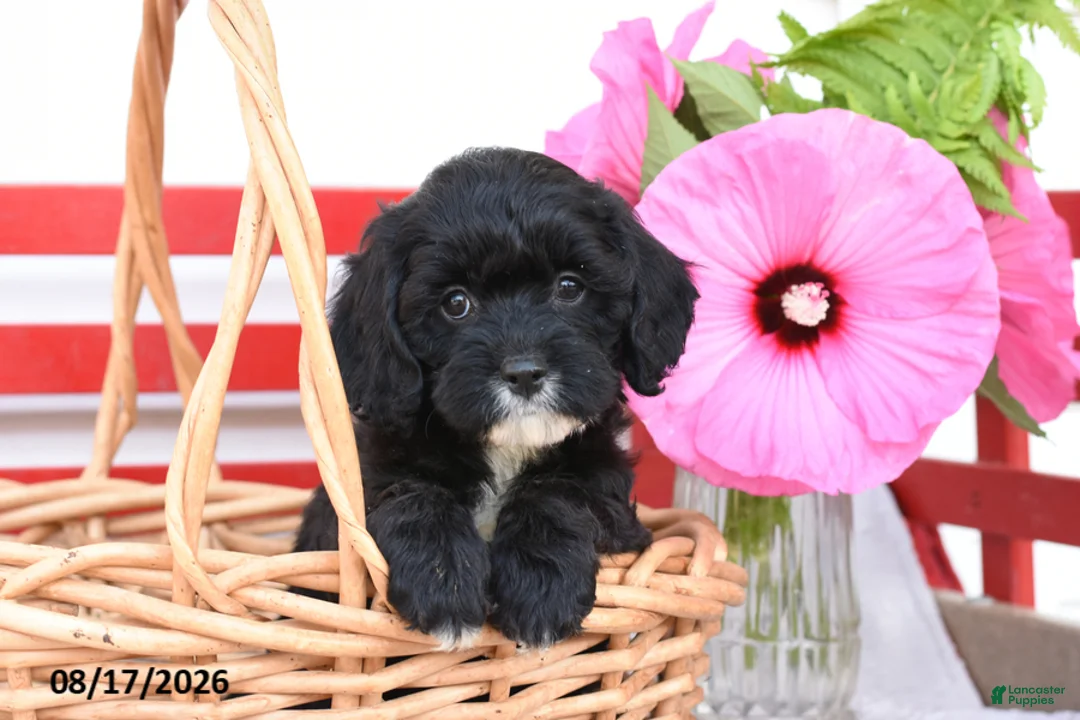 Cockapoo dogs for sale: Skye - Ad 2