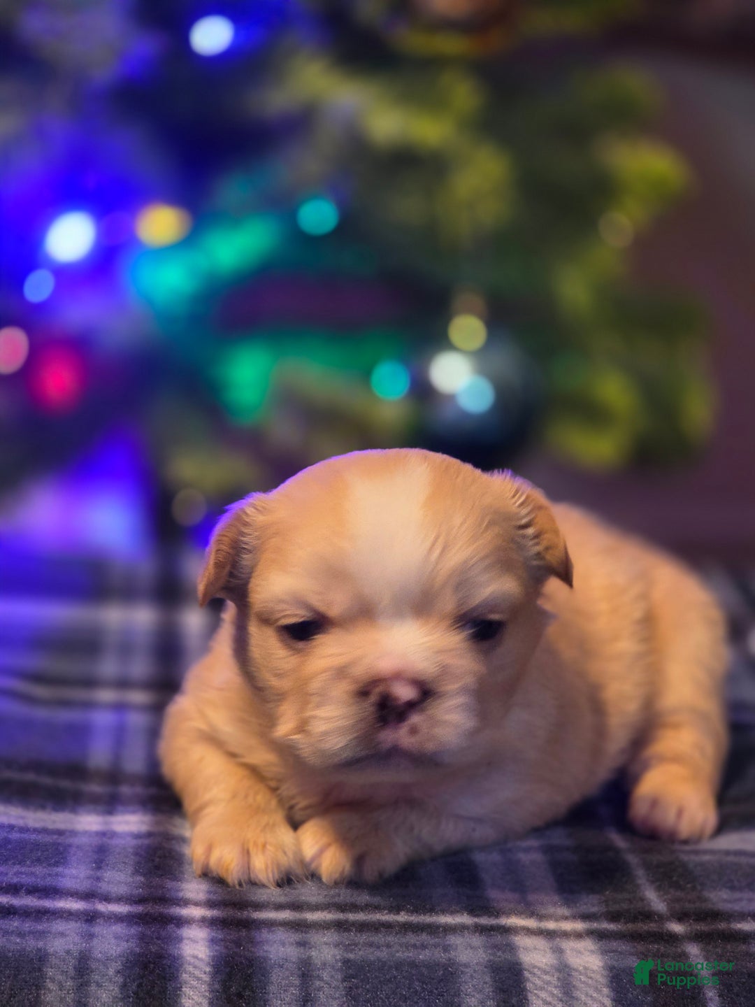 French Bulldog dogs for sale: Female 2 - Ad 2