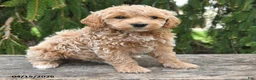 Goldendoodle dogs for sale: Maverick - Ad 4