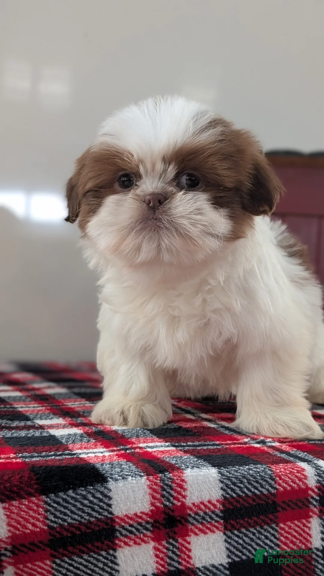 Shih Tzu dogs for sale: Chief - Ad 5
