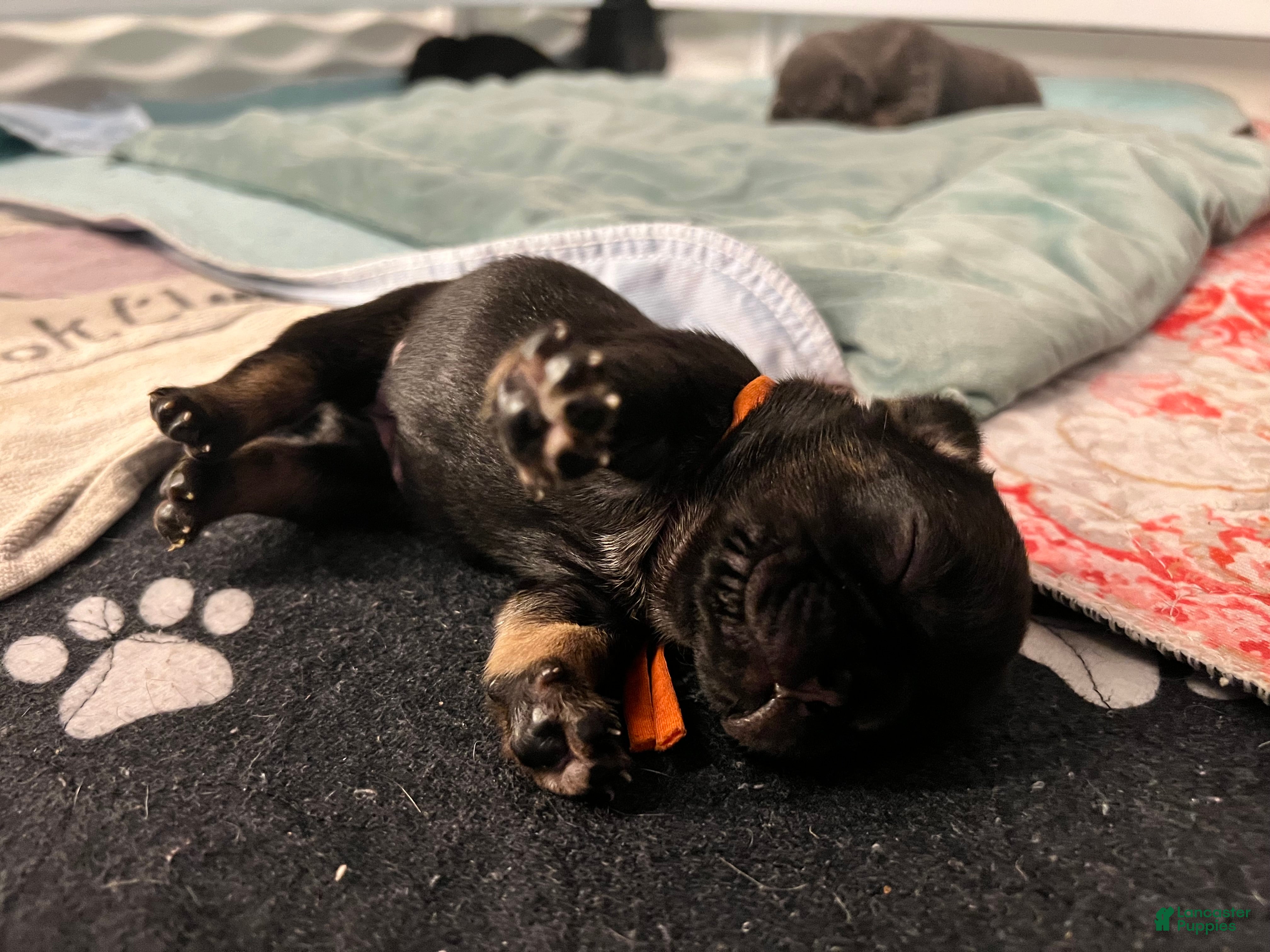 French Bulldog dogs for sale: Poppy - Ad 4