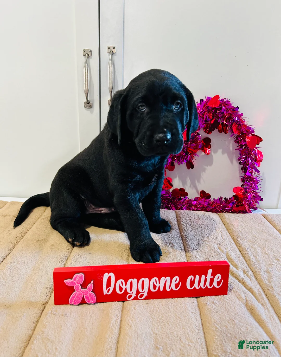 Labrador Retriever dogs for sale: Bear - Ad 5