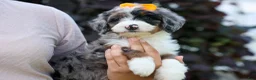 Mini Bernedoodle dogs for sale: 🐾 Percy 🐾 - Ad 4