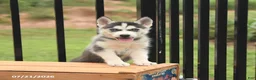 Siberian Husky dogs for sale: Bridget - Ad 3