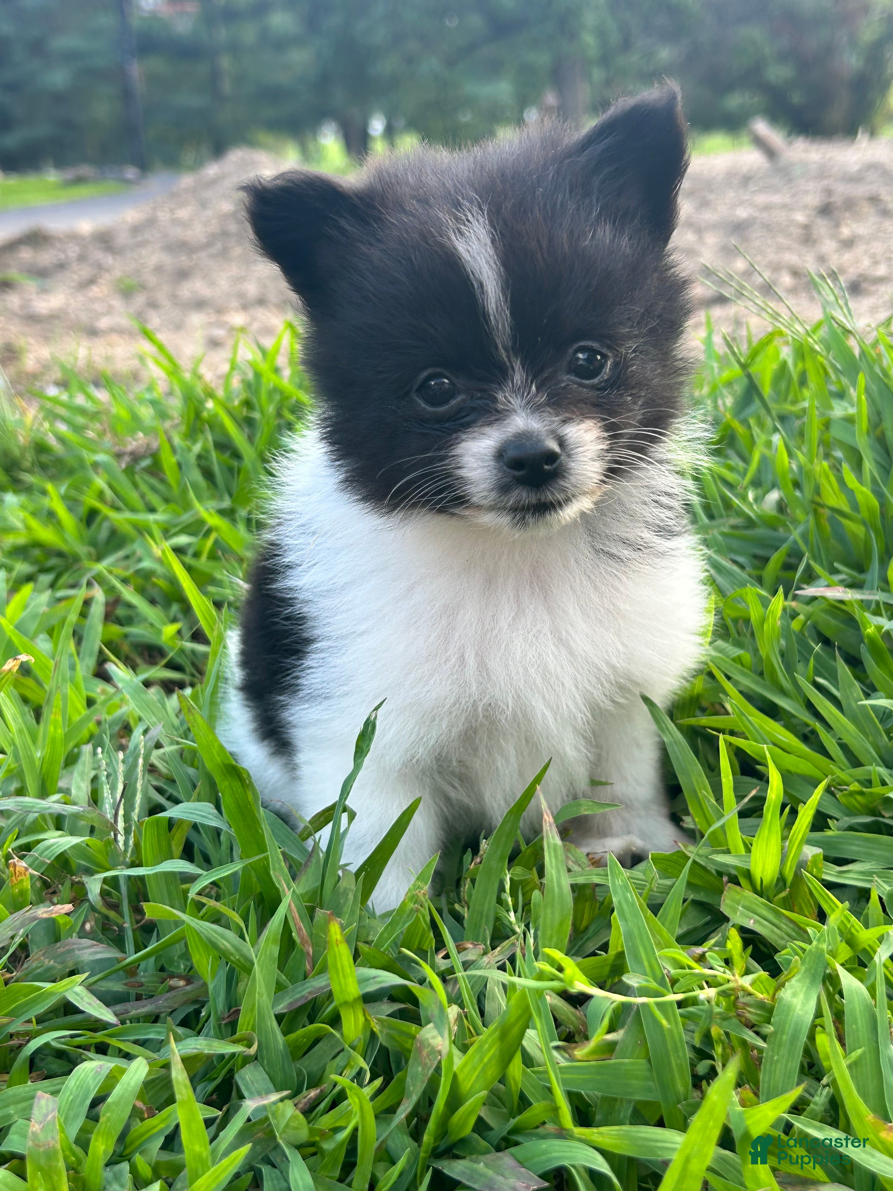 Pomeranian dogs Franklin - Ad 2