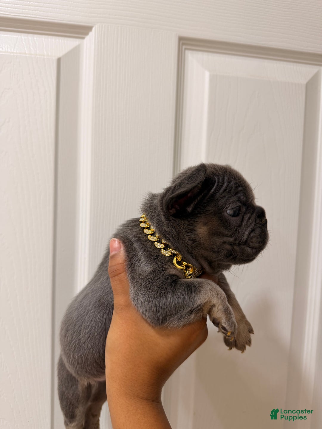 French Bulldog dogs for sale: Prince - Ad 5