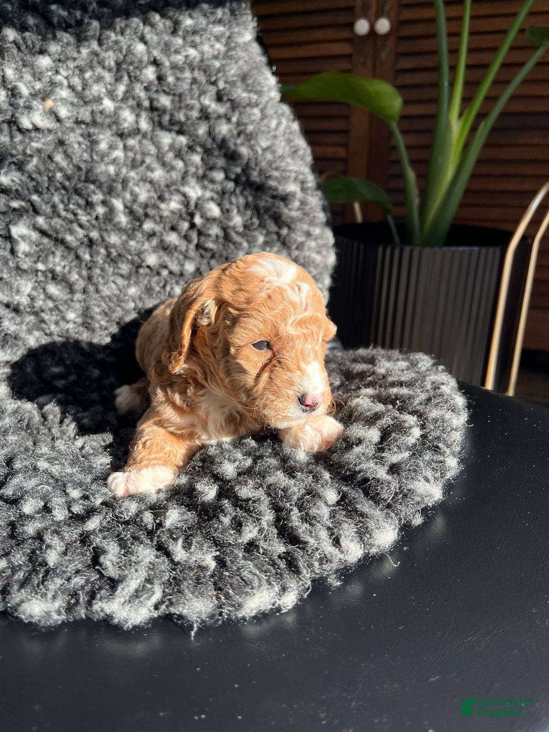 Mini Goldendoodle dogs for sale: Ophelia - Ad 2