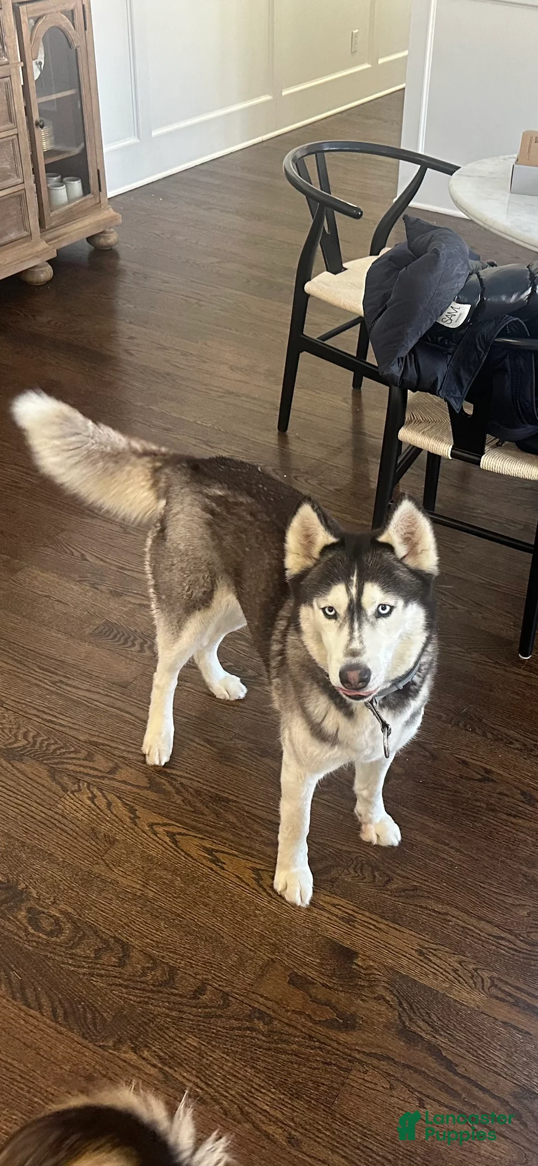 Siberian Husky dogs for sale: Just 5 year Old Adult for Sale - Ad 4