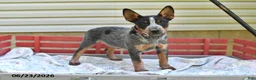 Australian Cattle Dog dogs for sale: Pepper - Ad 5