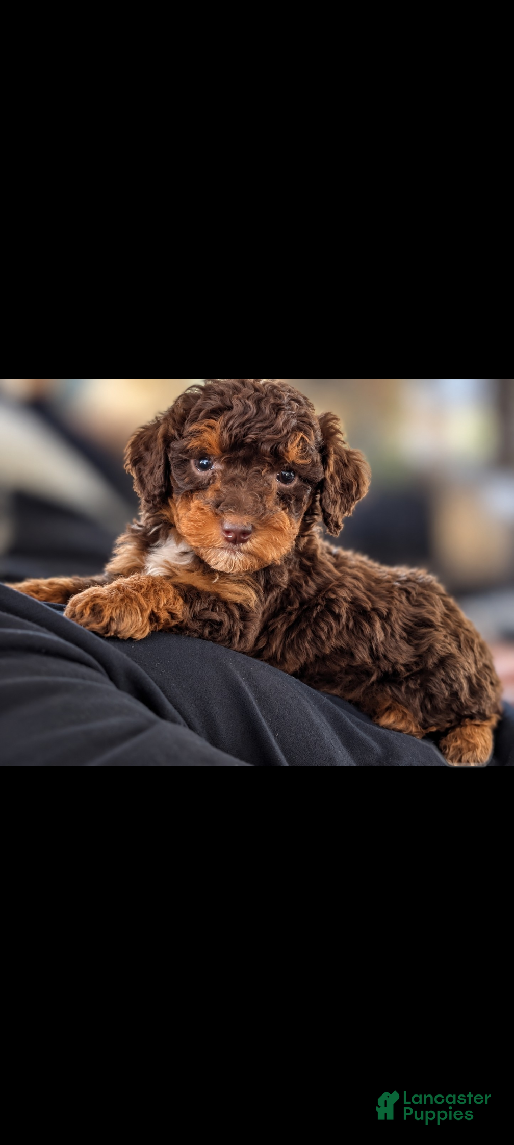 Mini Bernedoodle dogs FRANKENSTEIN - Ad 1