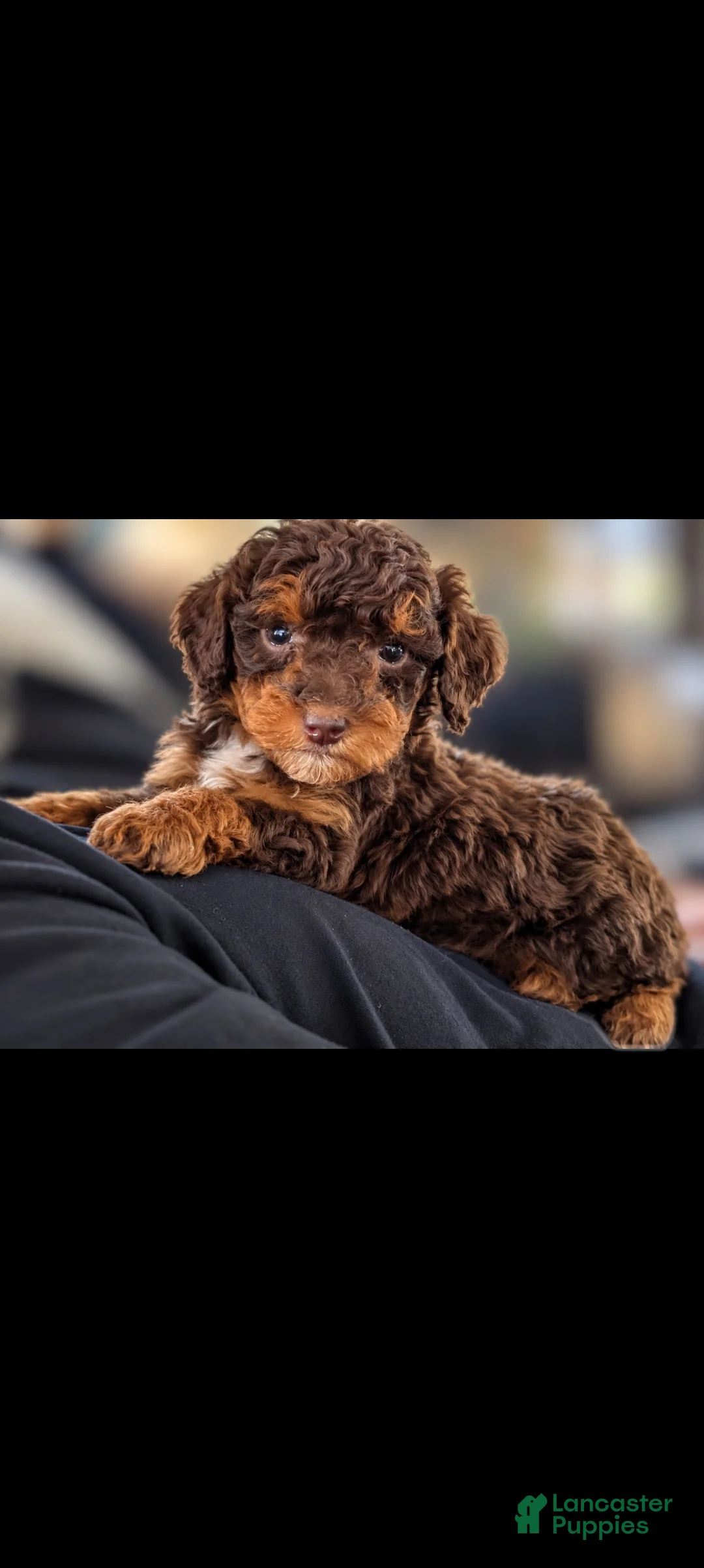 Mini Bernedoodle dogs for sale: FRANKENSTEIN - Ad 1
