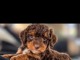 Mini Bernedoodle dogs FRANKENSTEIN - Ad 1