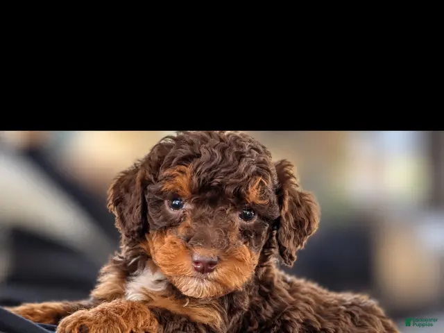 Mini Bernedoodle dogs FRANKENSTEIN - Ad 1