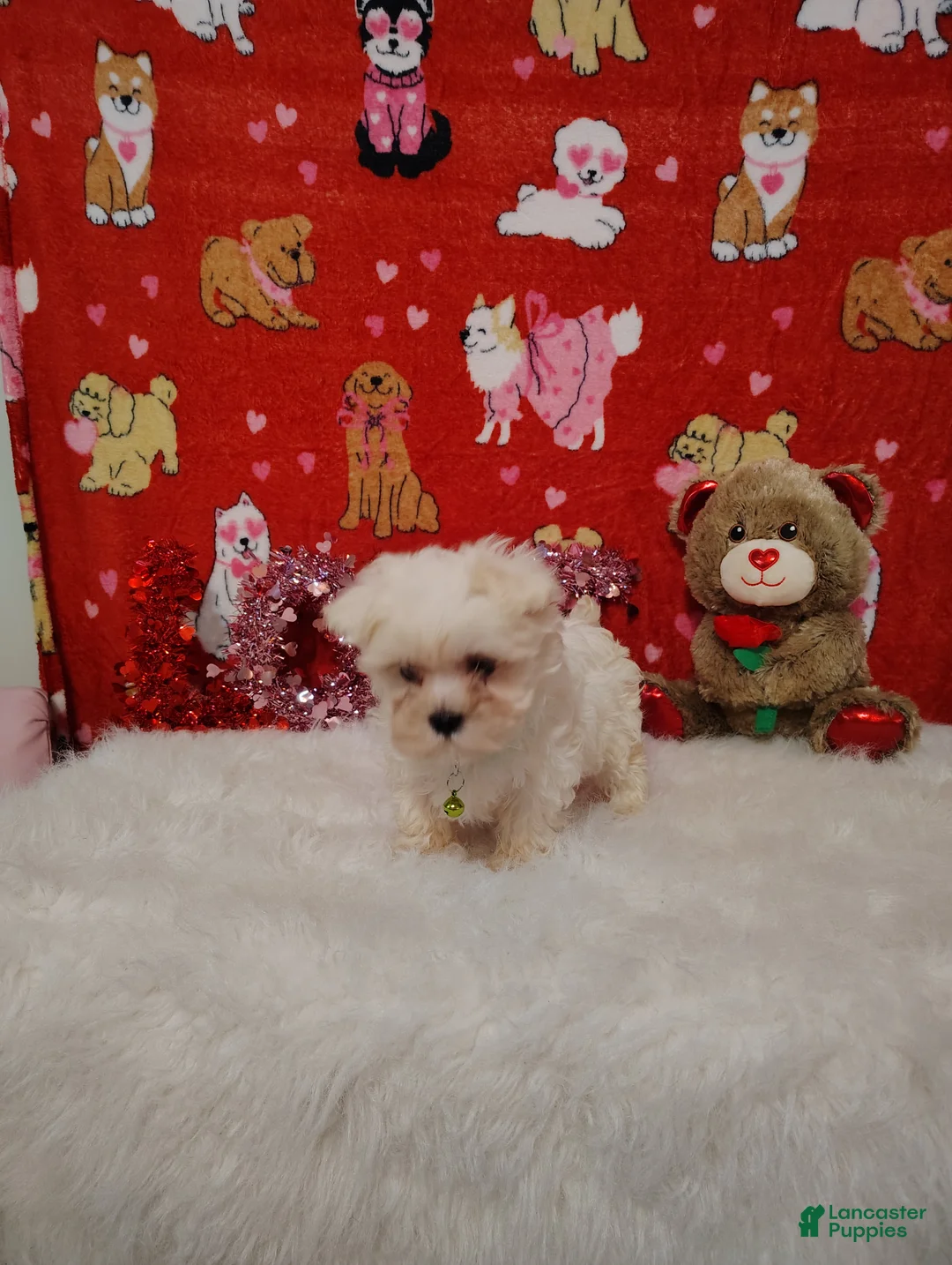 Maltese dogs for sale: Noah - green - Ad 2