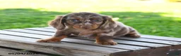 Miniature Dachshund dogs for sale: Shane - Ad 3