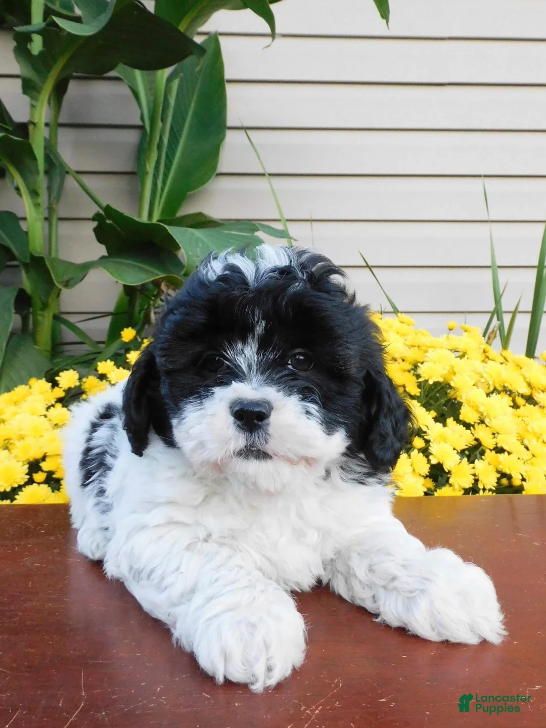 Teddy Bear dogs for sale: Doublestuff - Ad 1