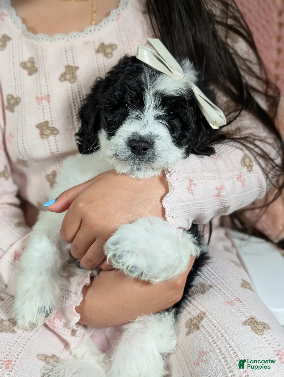 Mixed Breed dogs for sale: PRESLEY GIRL - Ad 1