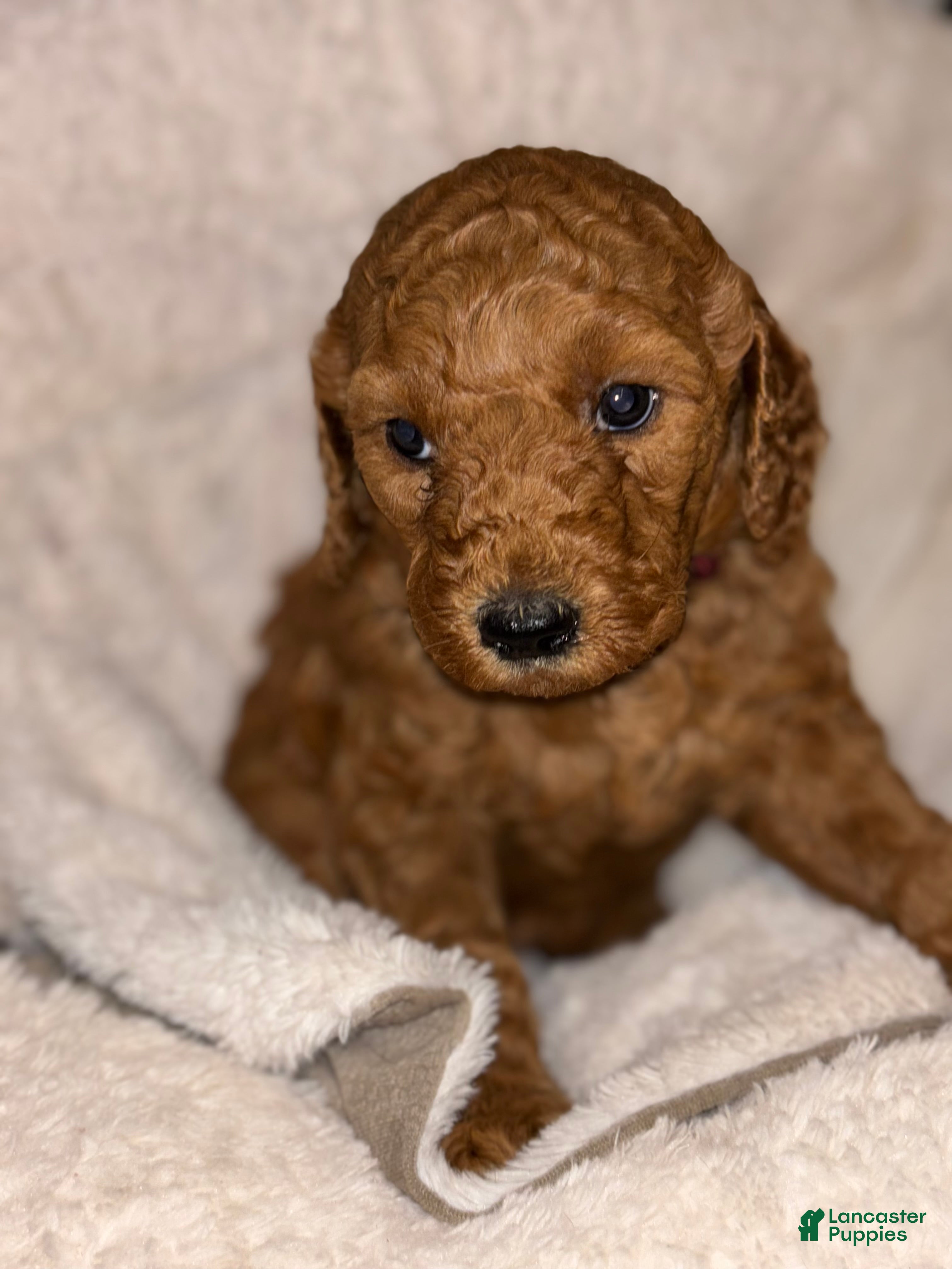 Goldendoodle dogs Goldendoodle Puppy 4 - Ad 17