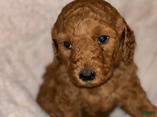 Goldendoodle dogs Goldendoodle Puppy 4 - Ad 15