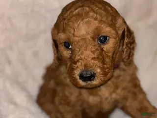 Goldendoodle dogs Goldendoodle Puppy 4 - Ad 32