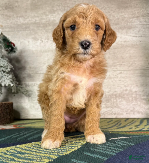 Miniature Poodle dogs Stella - Ad 25