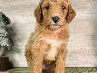 Miniature Poodle dogs Stella - Ad 26