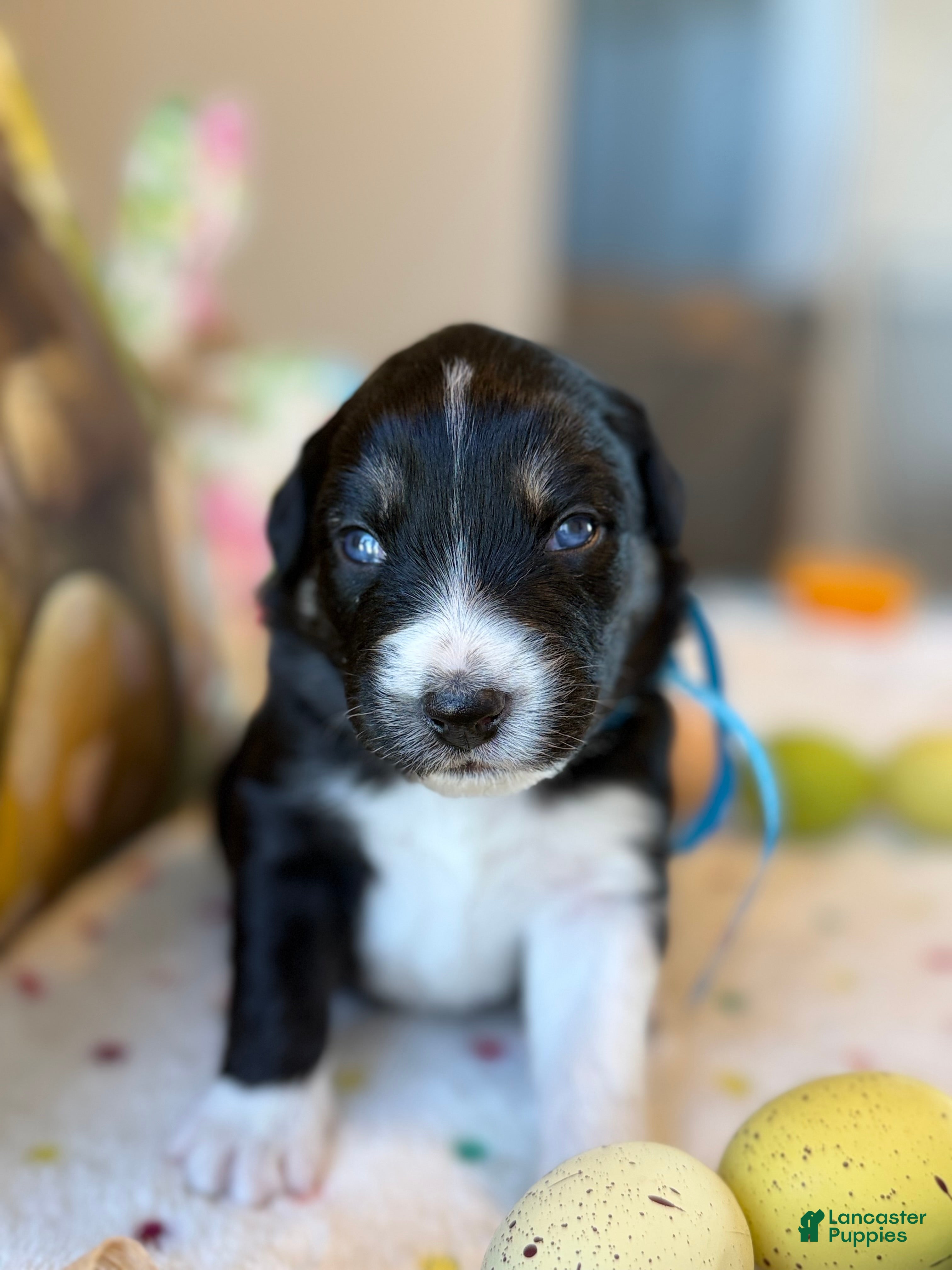 Australian Shepherd dogs Australian Shepherd Puppy 3 - Ad 34