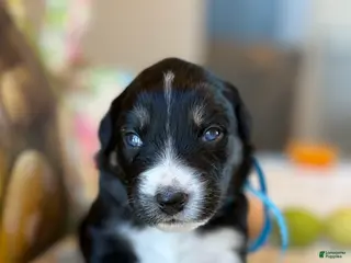 Australian Shepherd dogs Australian Shepherd Puppy 3 - Ad 34