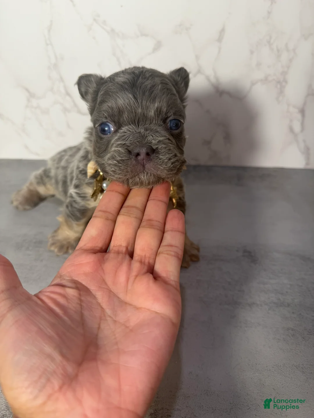 French Bulldog dogs for sale: French Bulldog Puppy 4 - Ad 1