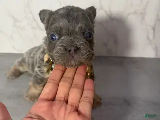 French Bulldog dogs French Bulldog Puppy 4 - Ad 7