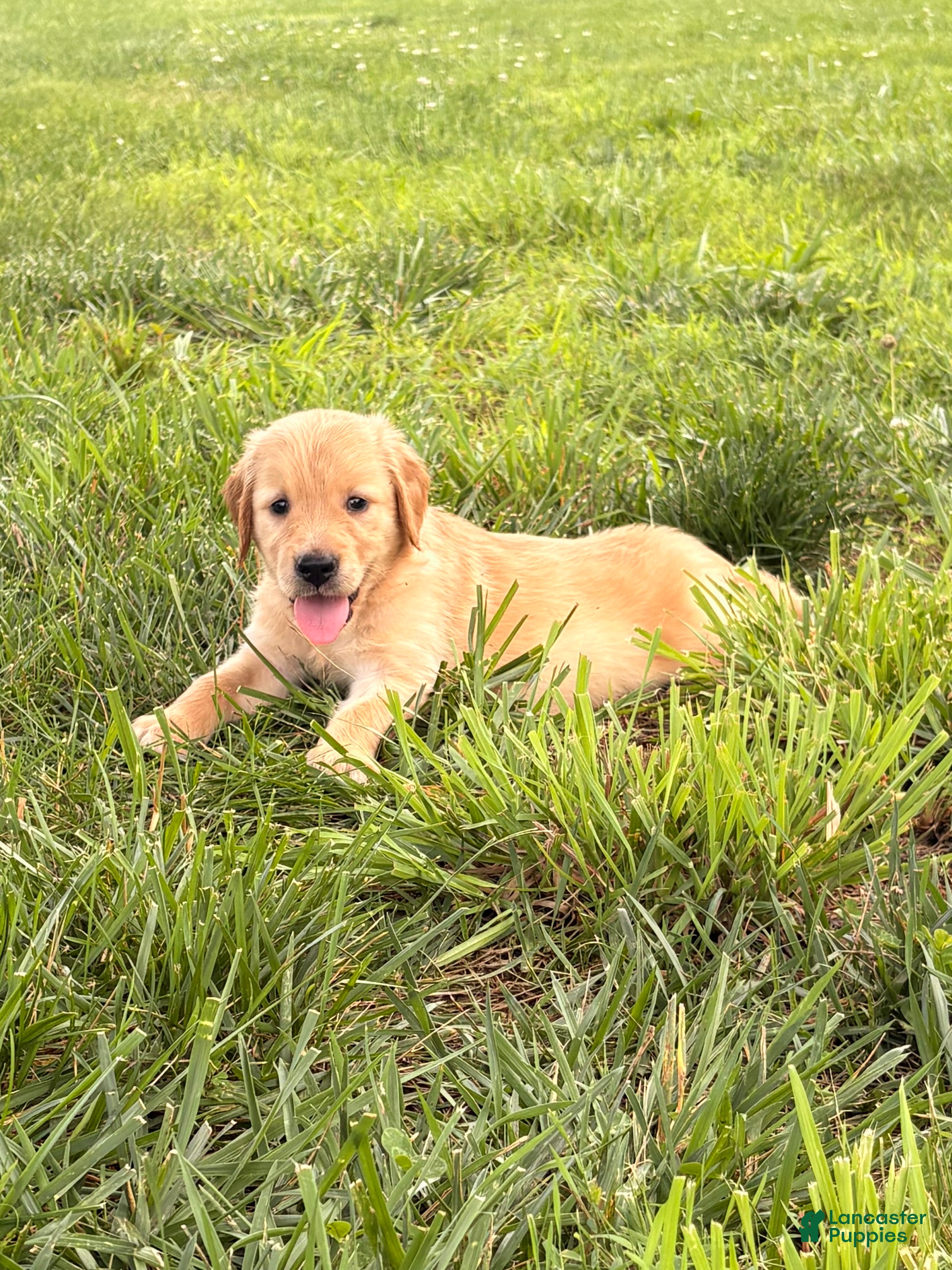 Golden Retriever dogs Ginny - Ad 20