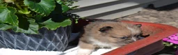 Pomeranian dogs for sale: Warrior - Ad 2