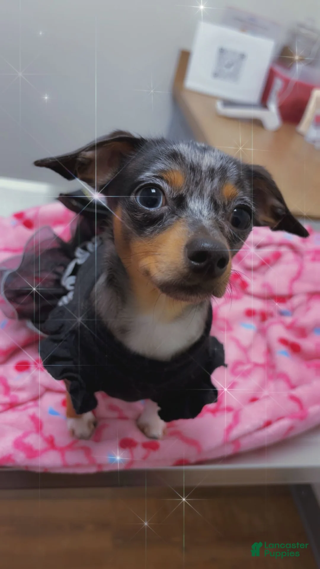 Chiweenie dogs for sale: Chiweenie Puppy 2 - Ad 2