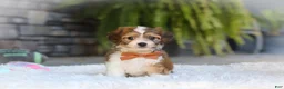 Cavachon dogs for sale: Braxton - Ad 2