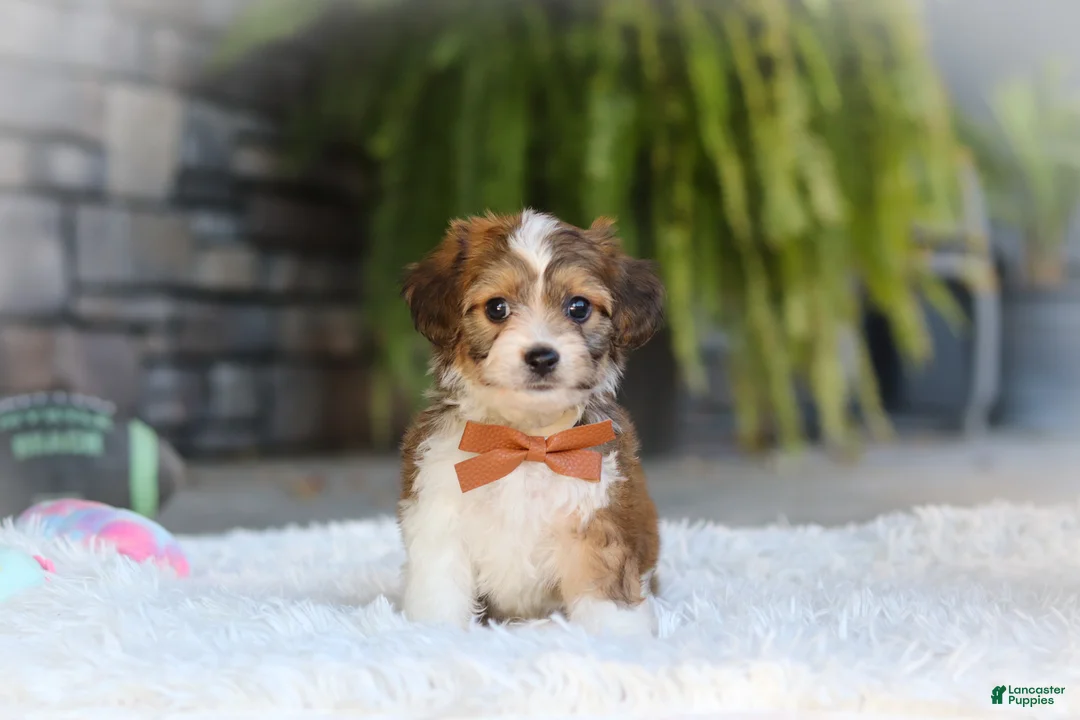 Cavachon dogs for sale: Braxton - Ad 2