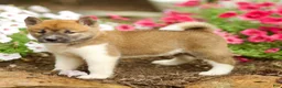 Shiba Inu dogs for sale: Larson - Ad 2
