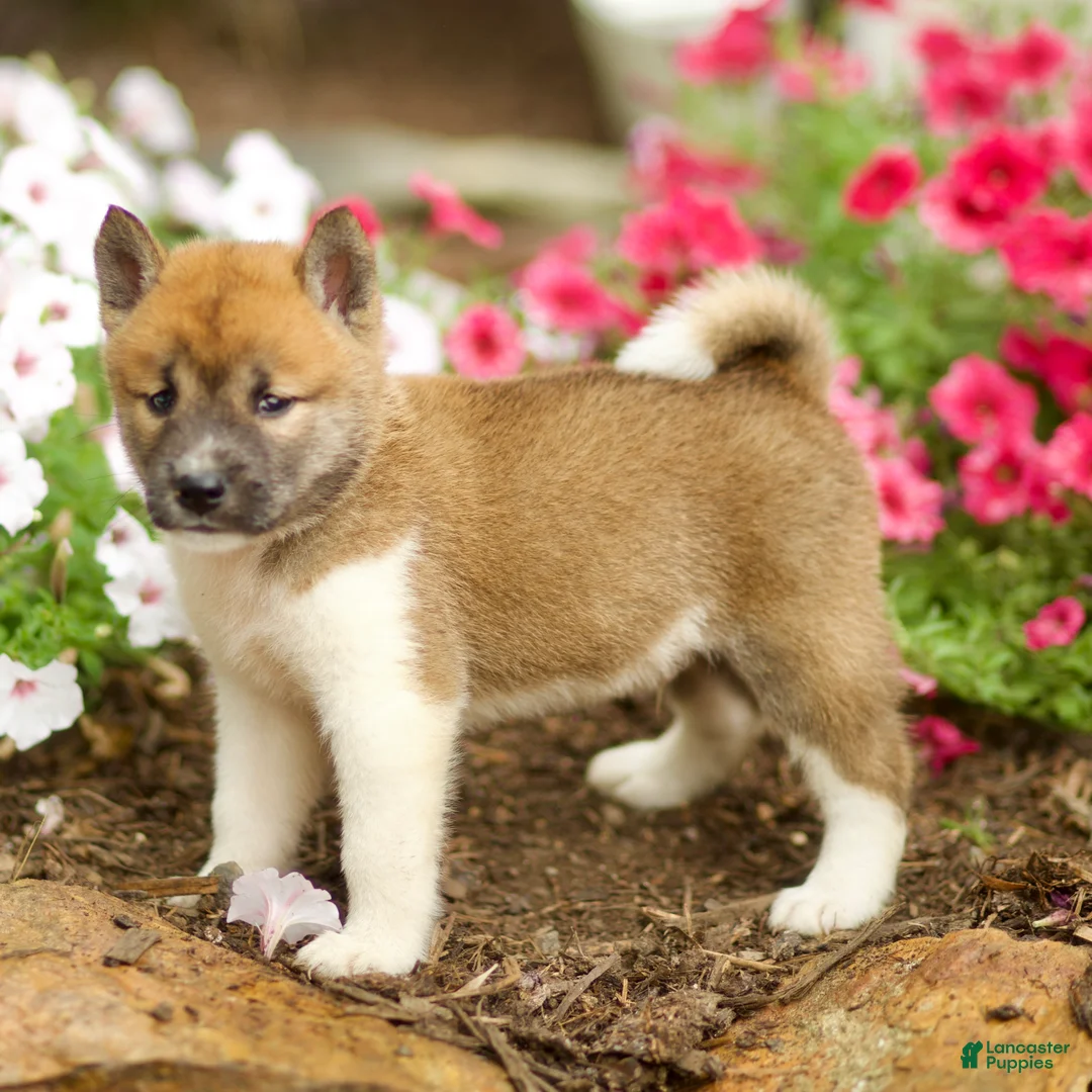 Shiba Inu dogs for sale: Larson - Ad 2