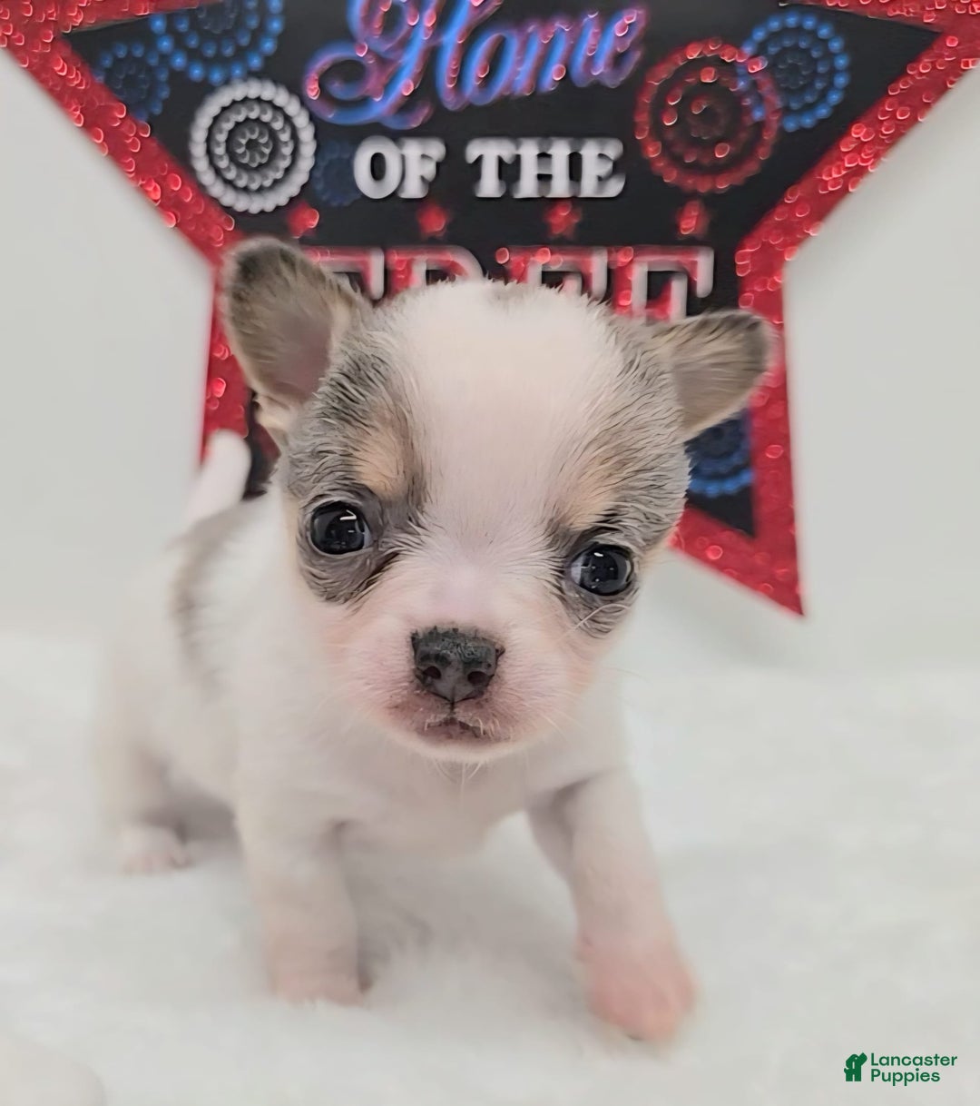 Male Chihuahua Gumtree Chihuahua Dogs For Sale Chihuahua Male