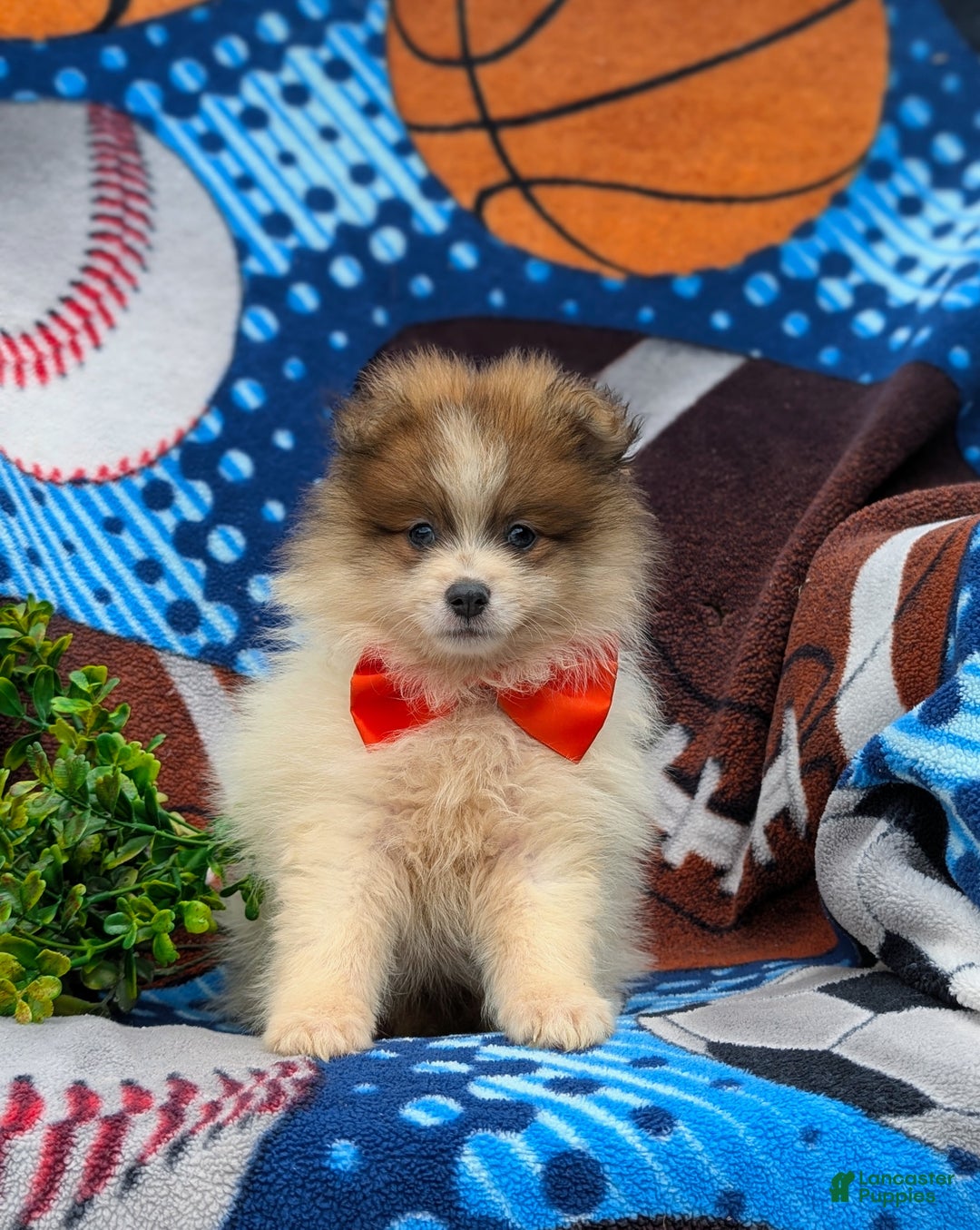 Pomeranian dogs for sale: Kent Genetic Testing - Ad 18