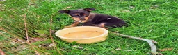 Miniature Pinscher dogs for sale: Tex - Ad 3