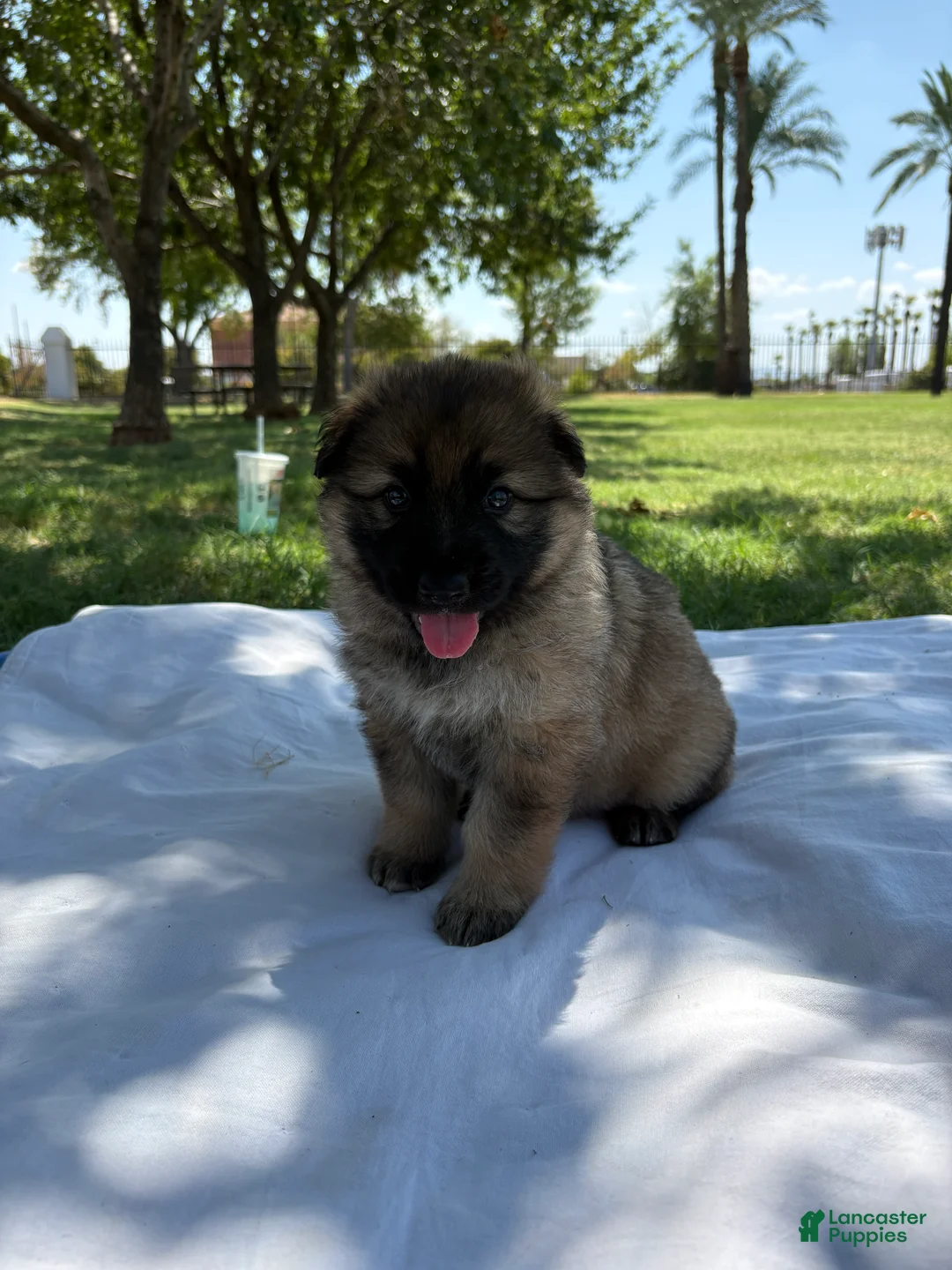 German Shepherd dogs for sale: German Shepherd 1 - Ad 1