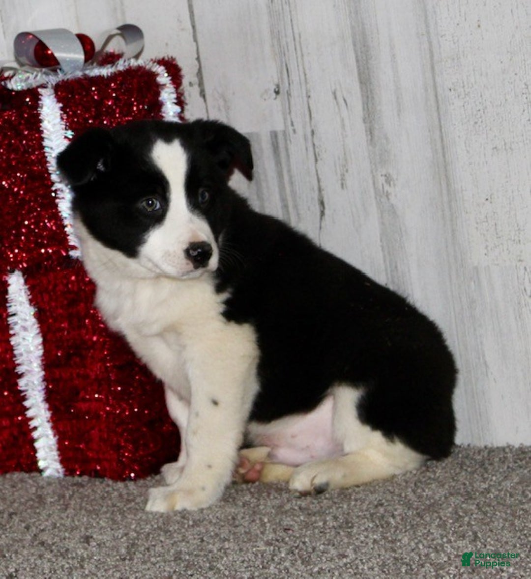 Mini Aussiedoodle dogs for sale: Mr. Ho Ho - Ad 4