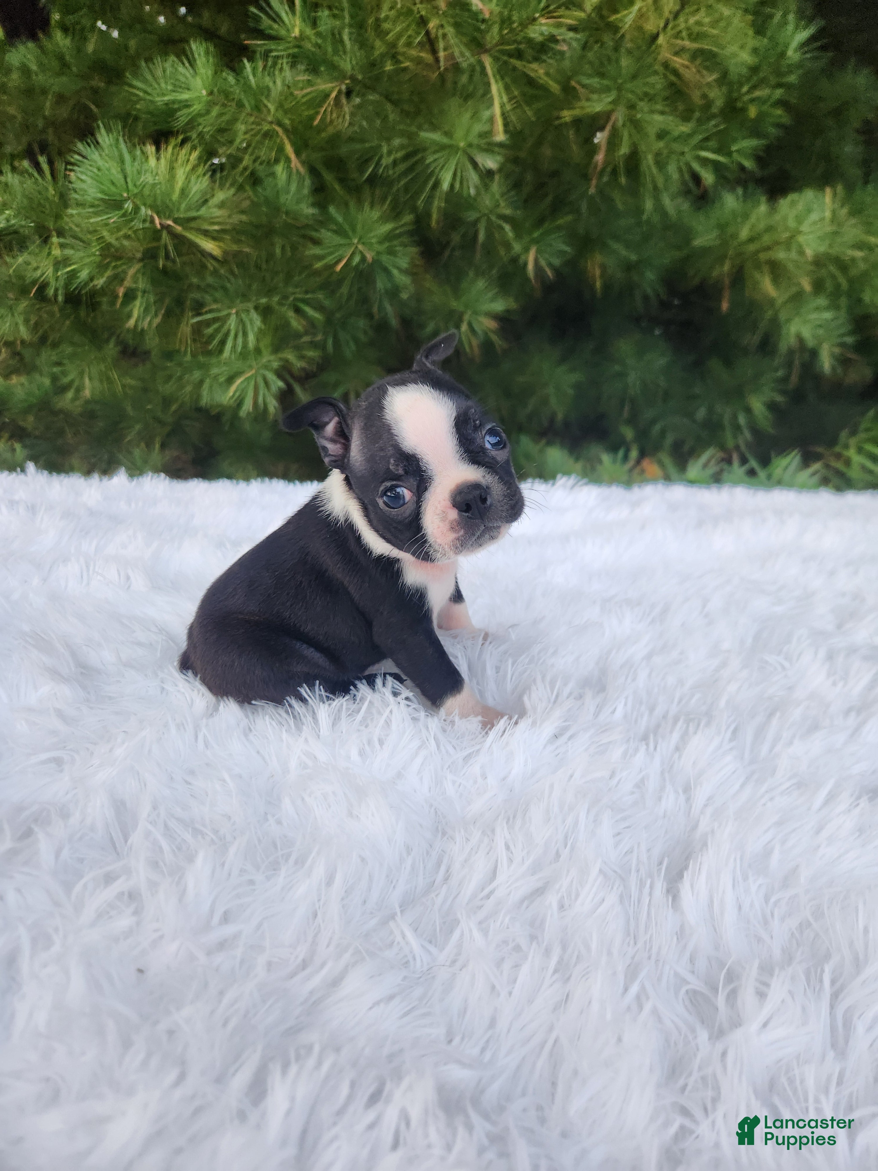 Boston Terrier dogs Peanut - Ad 1