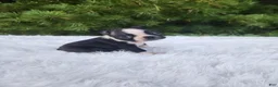 Boston Terrier dogs for sale: Peanut - Ad 1