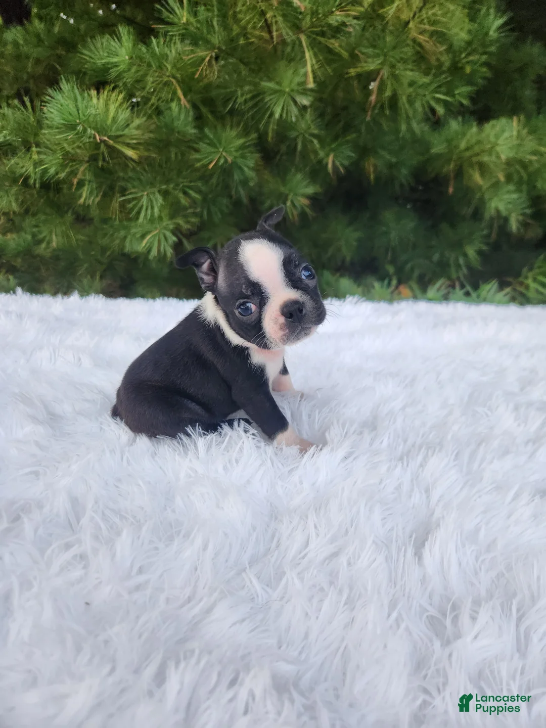 Boston Terrier dogs for sale: Peanut - Ad 1