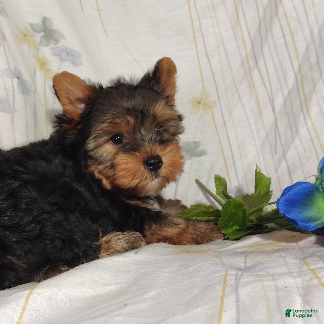Yorkshire Terrier dogs for sale: Robbie - Ad 4