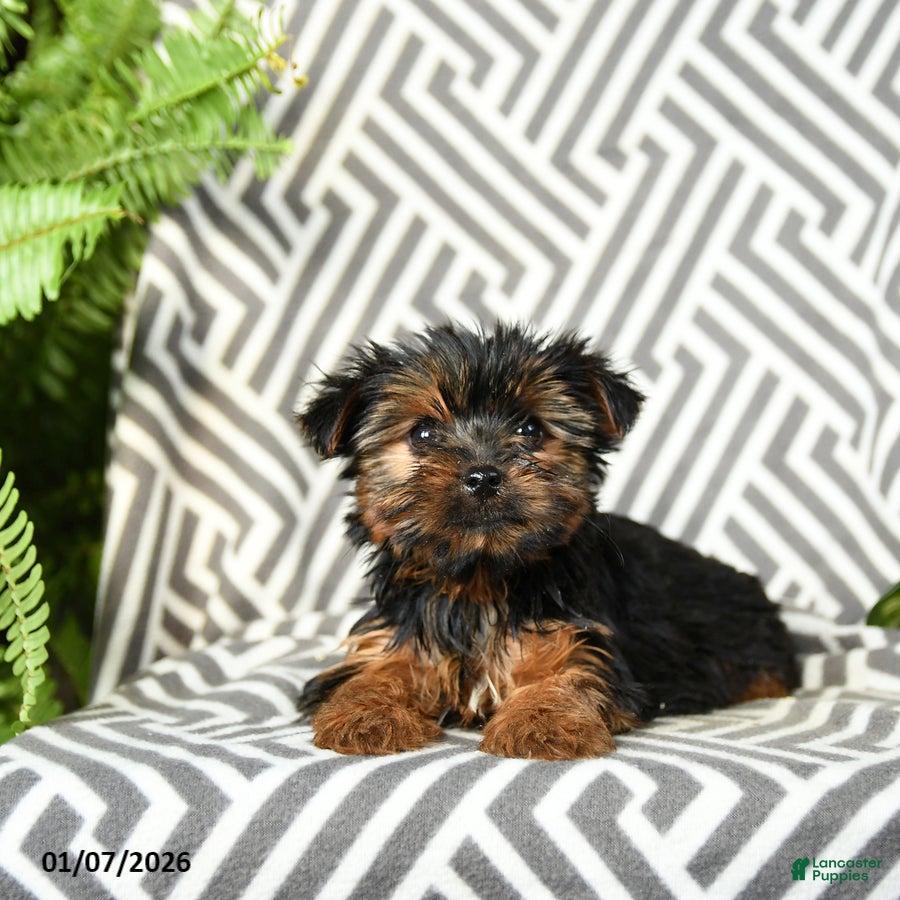 Yorkshire Terrier dogs Kaja - Ad 34
